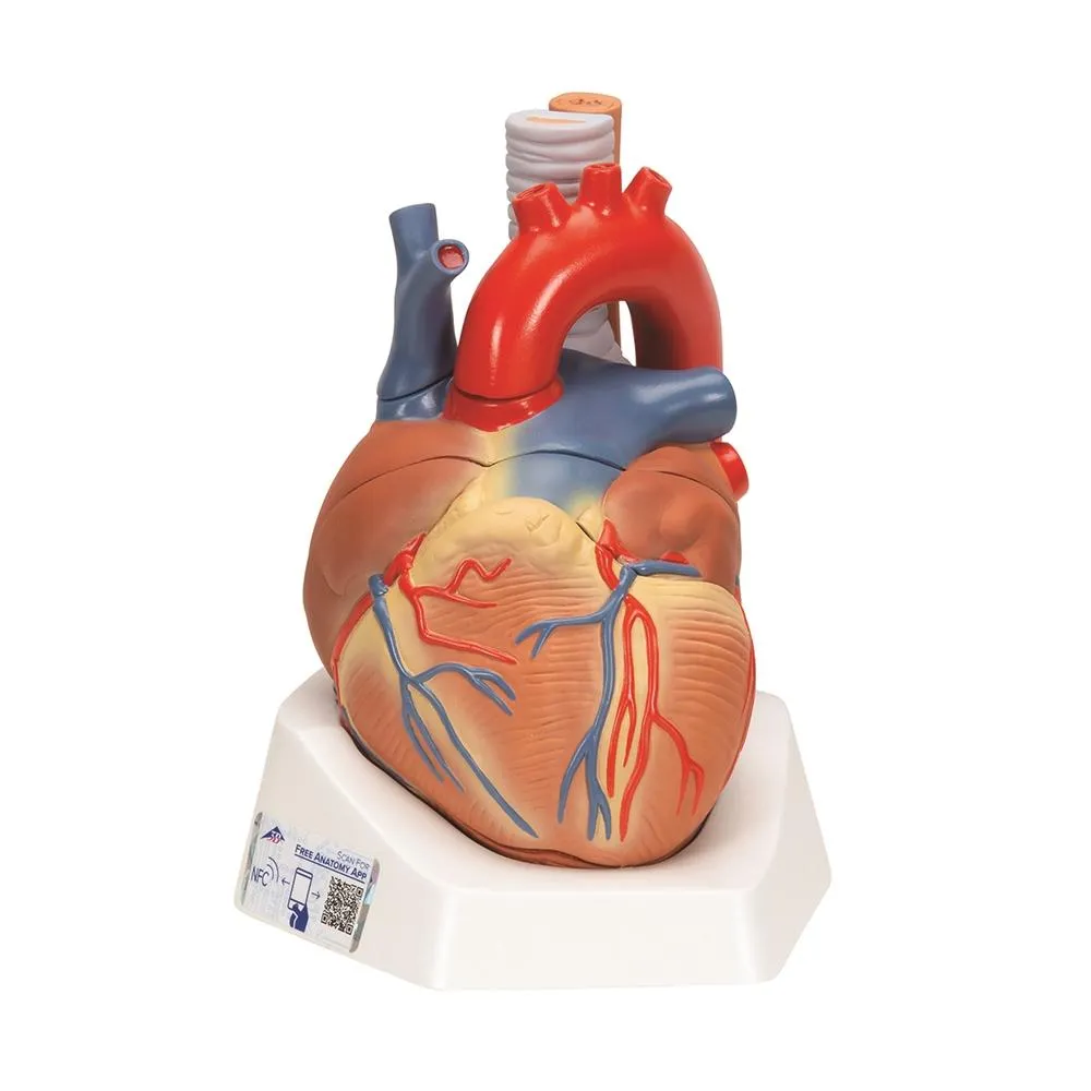 Auscultation Training Set, Advanced Lab