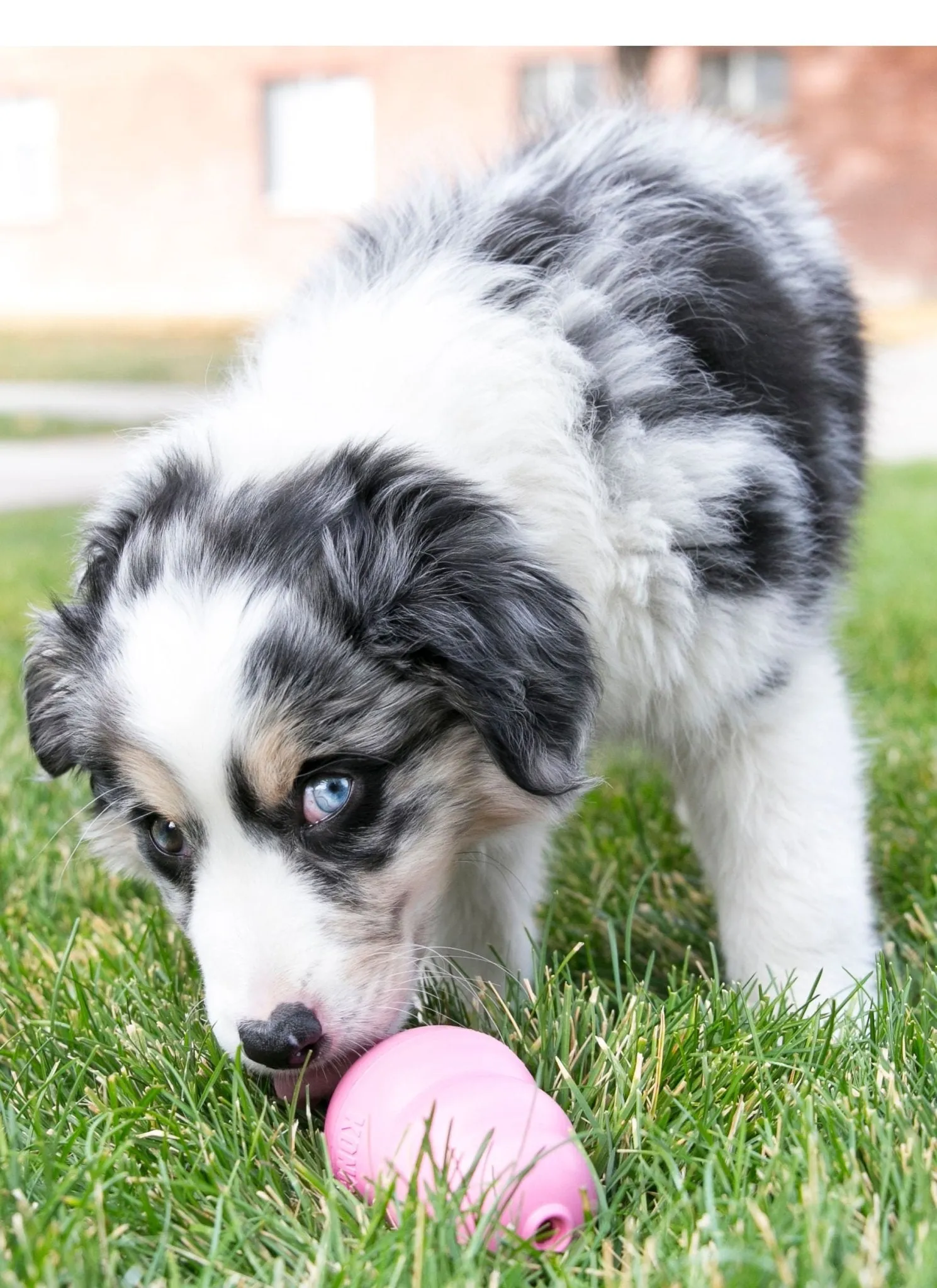 Puppy KONG