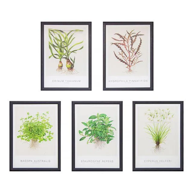 Tropica Art Cards 13x18cm (incl Cyperus) (all 5pcs)