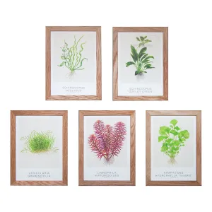 Tropica Art Cards 13x18cm (incl Echinodorus) (all 5pcs)