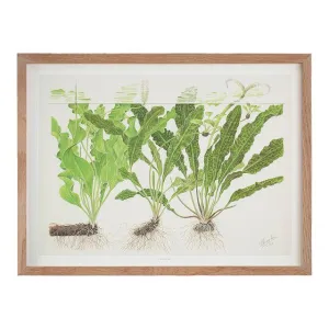 Tropica Art Poster Aponogeton 40x30cm